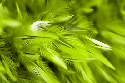 Close-up of green leaves