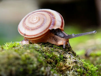 Close-up of snail