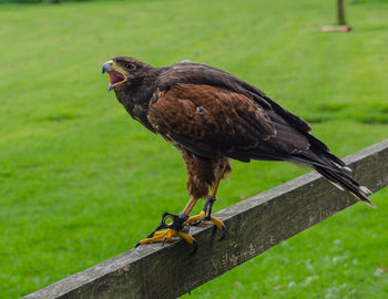 Close-up side view of a hawk