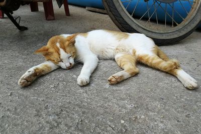 High angle view of cat resting on street