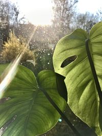 Close-up of wet leaves against sky