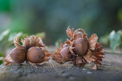 Close-up of fruits