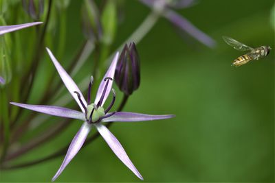 Close-up of flower on plant