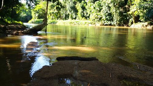 Scenic view of lake in forest