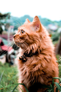 Close-up of a cat looking away