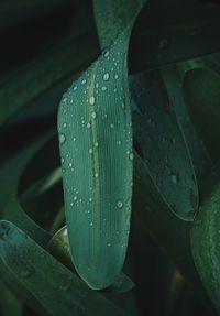 Close-up of wet plant leaves during rainy season