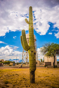 Low angle view of cactus on field against sky