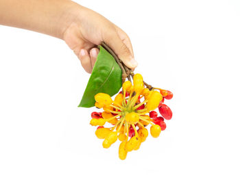 Close-up of hand holding yellow flower against white background