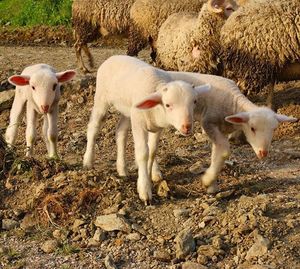 Sheep on field