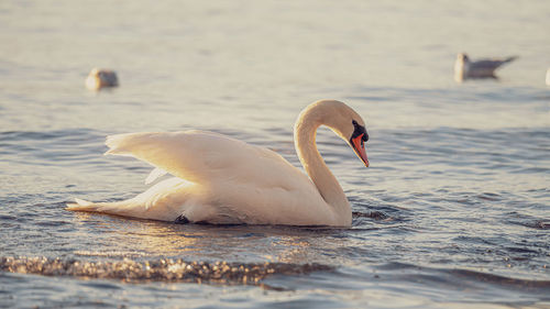 Swan swimming in sea