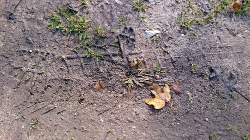 Close-up of dry autumn leaf