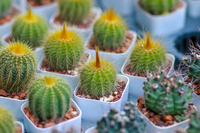 High angle view of succulent plant on field