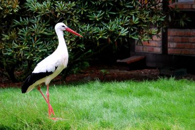 Side view of a bird on field