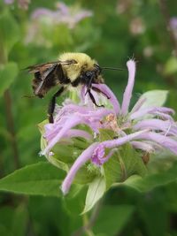 Close up of bee collecting nectar