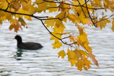 Close-up of yellow bird in lake