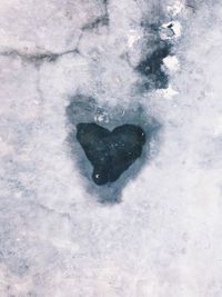 High angle view of turtle in snow