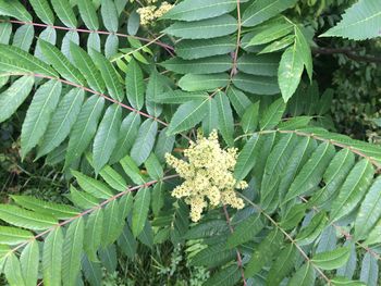 High angle view of flowering plant on tree