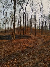 Bare trees on field against sky