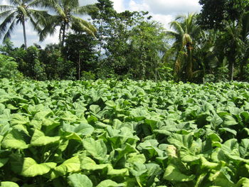 Plants growing on field