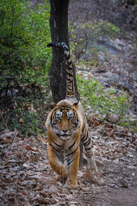 View of a cat on tree trunk