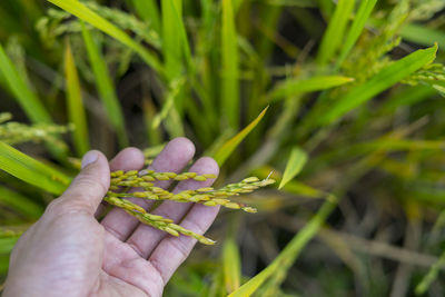 Close-up of hand holding plant