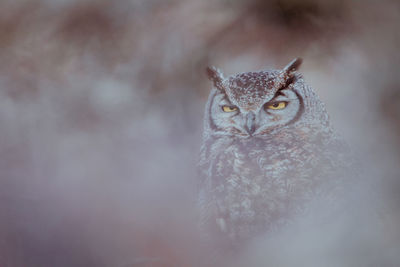 Close-up of owl in forest