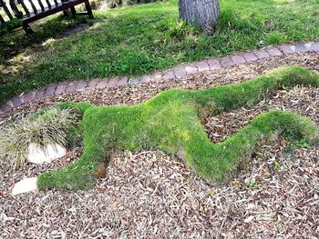 High angle view of grass