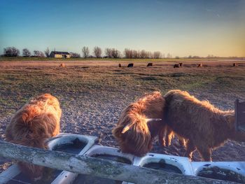 Longhorn cattle in the nature paddock