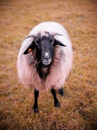 Portrait of an animal on field