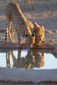 View of cat drinking water from lake