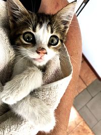 High angle portrait of cat relaxing at home