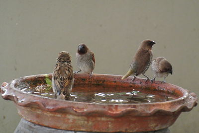 Close-up of birds perching on a water