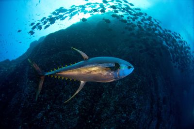 Close-up of fish swimming in sea