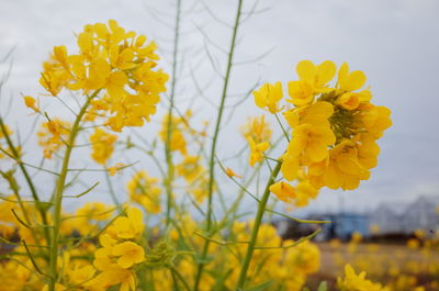 Close-up of yellow flowering plant