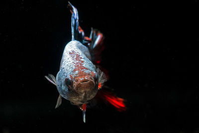 Close-up of fish swimming in sea