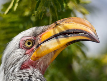 Close-up of hornbill bird