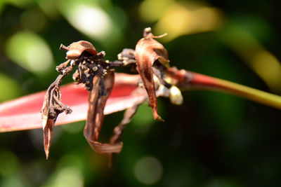 Close-up of insect on plant