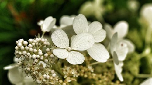 Close-up of white flowering plants