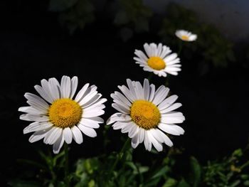 Close-up of yellow flowers blooming outdoors