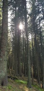 Sunlight streaming through trees in forest