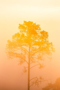 Tree against sky during sunset