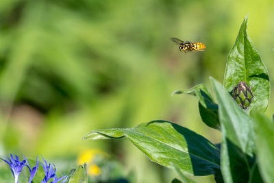 Close-up of insect flying