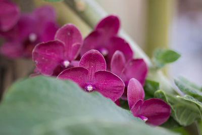 Close-up of pink flowers