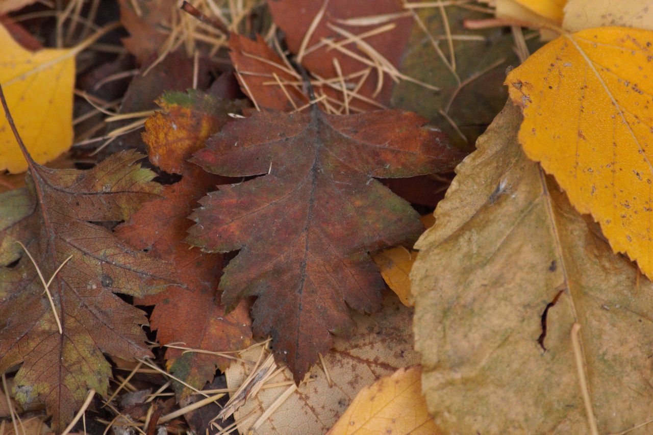 HIGH ANGLE VIEW OF MAPLE LEAVES ON PLANT