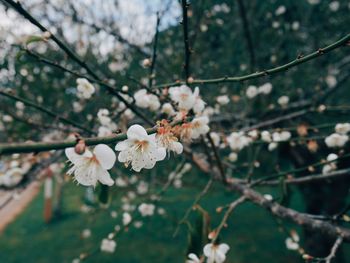 Close-up of cherry blossoms in spring