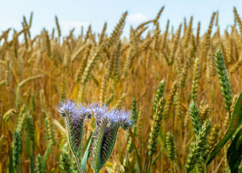 Close-up of wheat growing on field