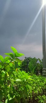 Low angle view of plants growing on field against sky