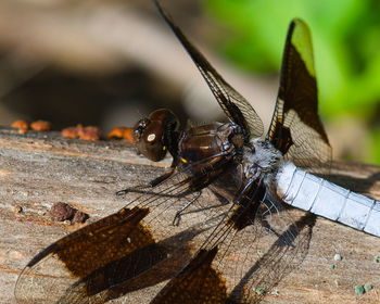 Close-up of insect on wood