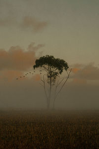 Tree on field against sky during sunset