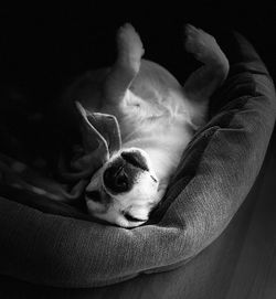 Close-up of a dog resting on sofa